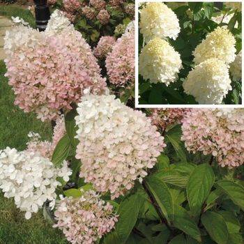 Гортензия метельчатая 'Magical Sweet Summer' Hydrangea paniculata 'Magical Sweet Summer'